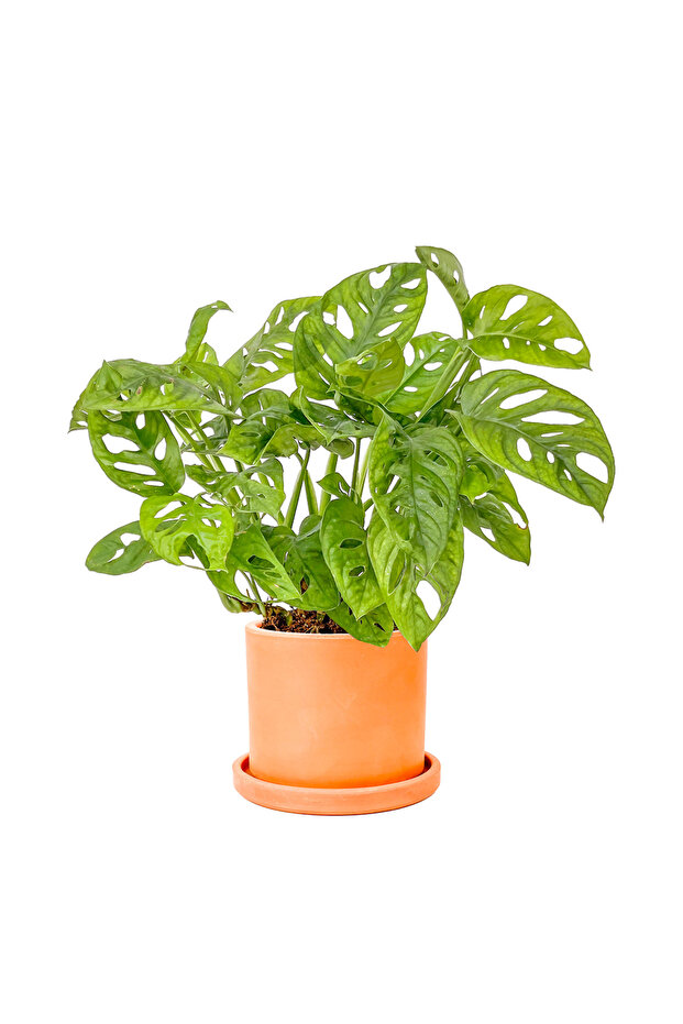 Deve Tabanı Mini (Monstera Monkey Mask) Ruby