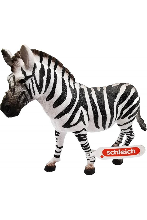 Dişi Zebra 17094