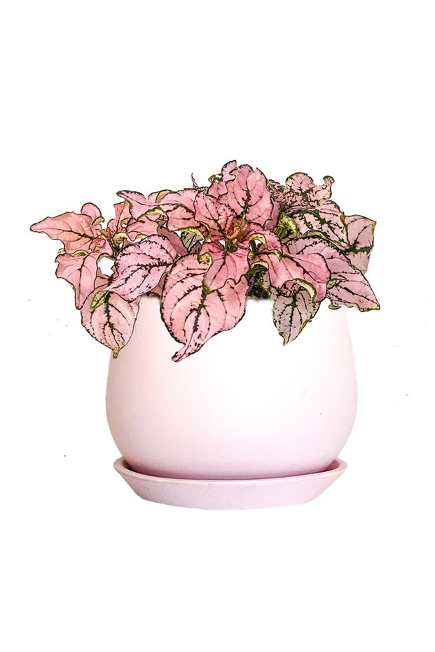 Pembe Hostes Çiçeği (Hypoestes) Curvy