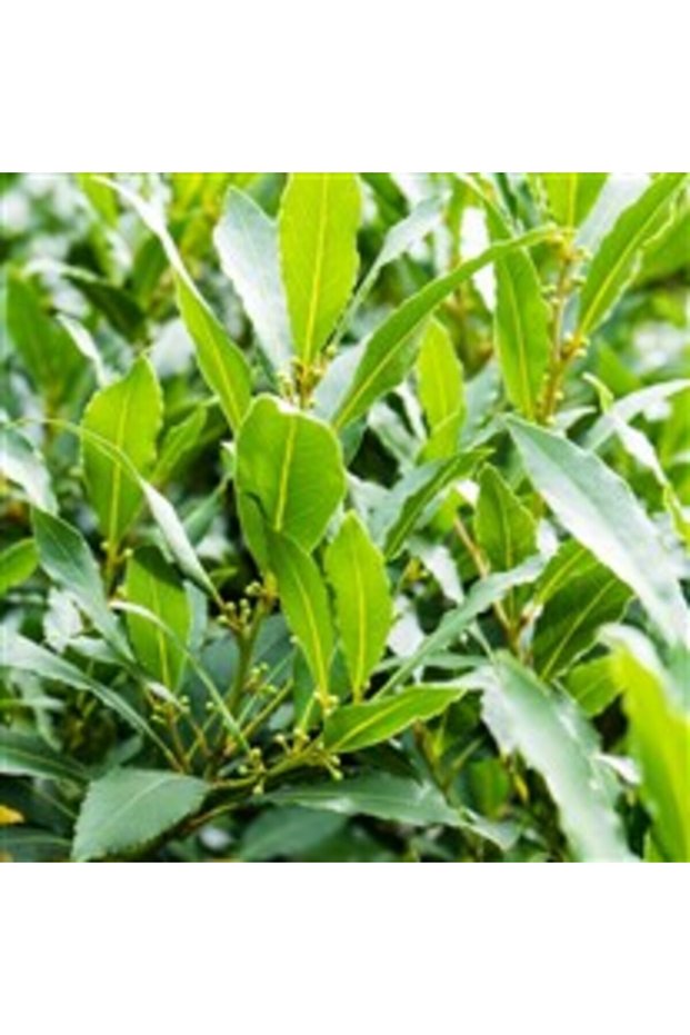 Defne (Laurus Nobilis)