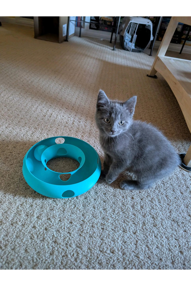 Cat Ring Toy Donut Bulk Interactive Cat Toy Food Reward Toy