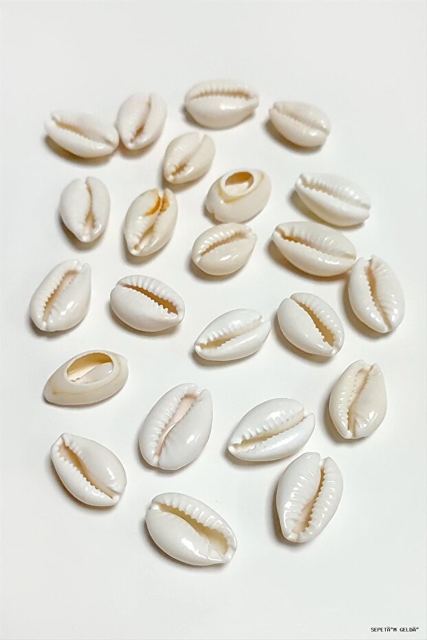 Spt-Gld 10 Pieces Oyster Horse (04046) Small White
