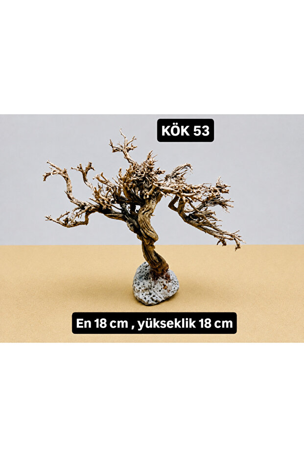 KÖK 53
