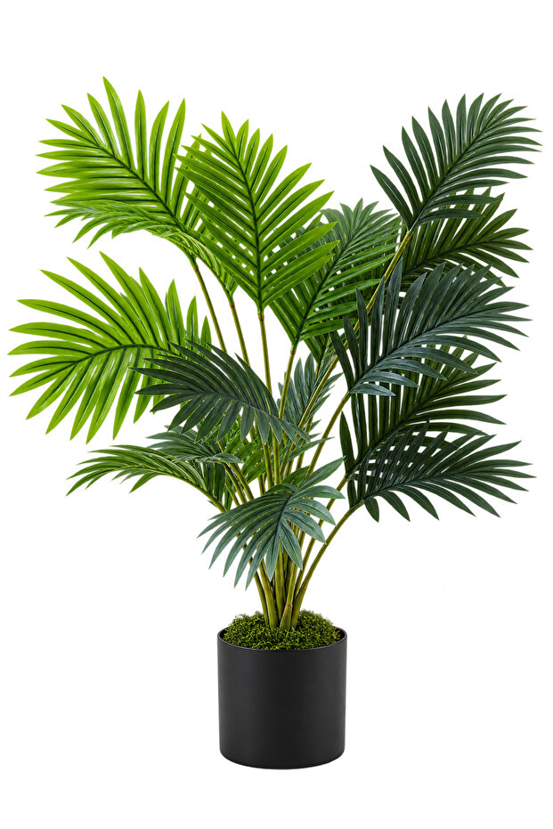 Feather Palm - 18 Leaves