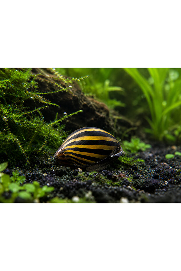 Zebra Nerite Salyangoz (2 Adet)