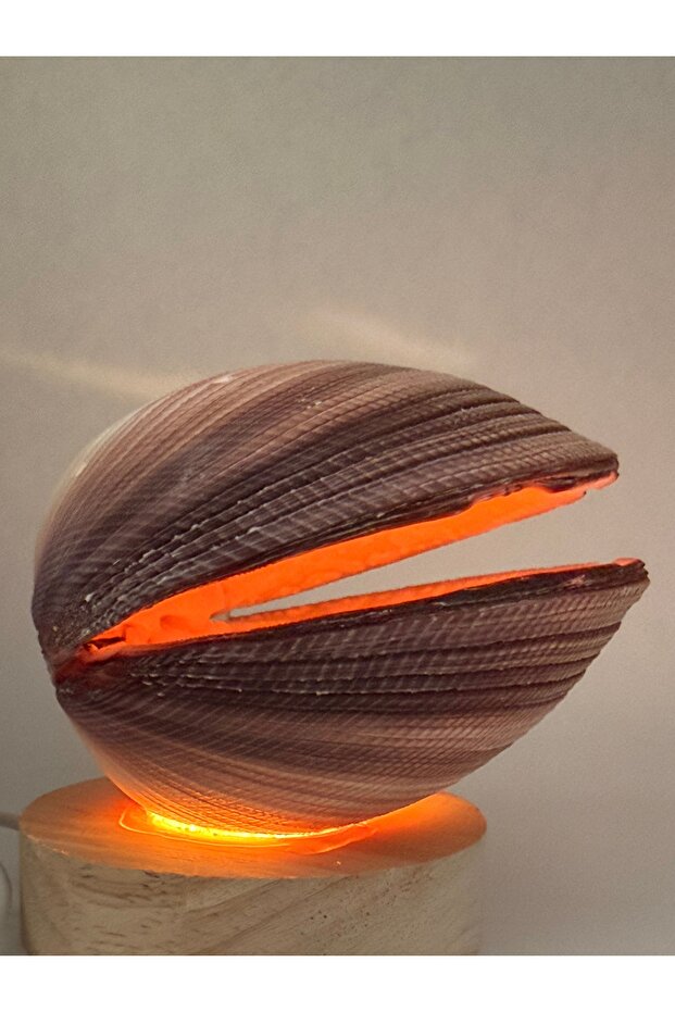 Real Shell Lamp / Pacman Form Maxima Shell