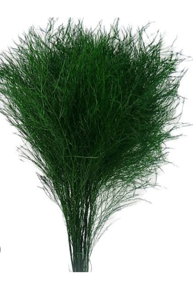 Virgadüs asparagus
