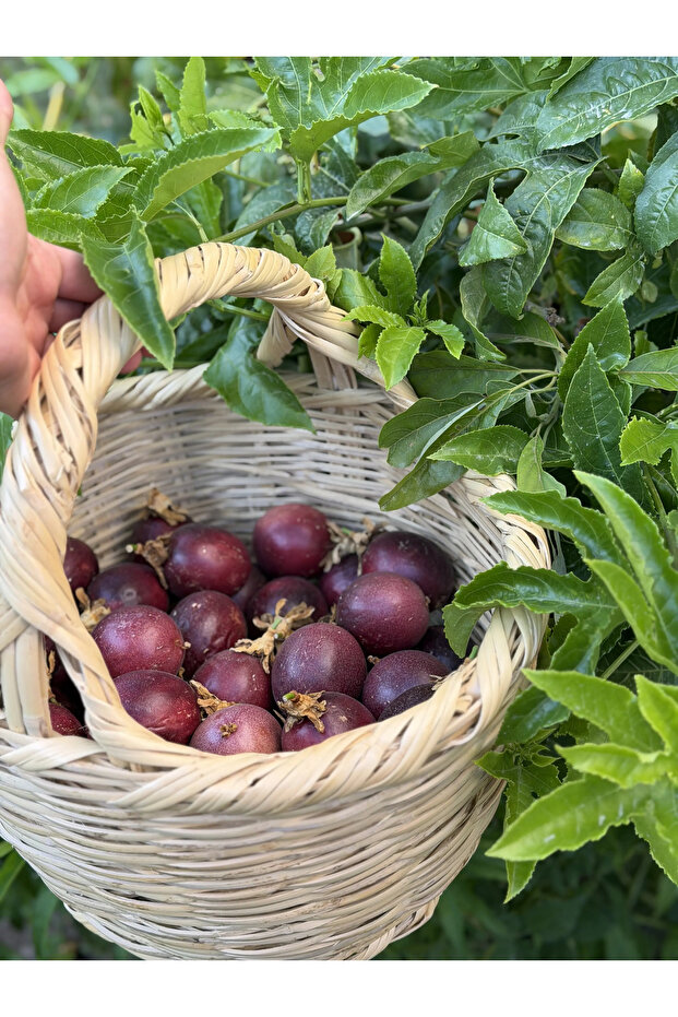 Pasiflora 1 kg