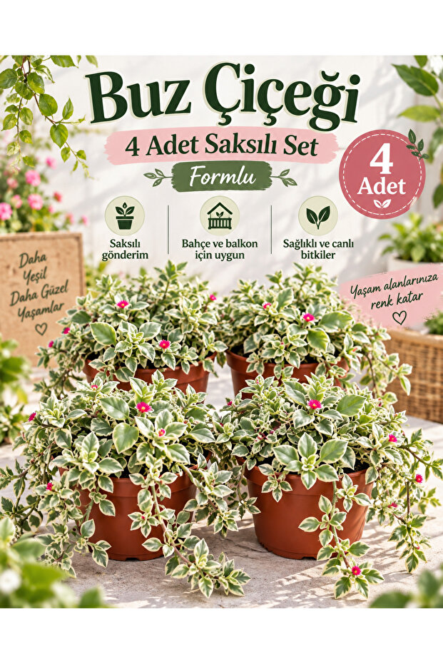 Buz çiçeği 4 set
