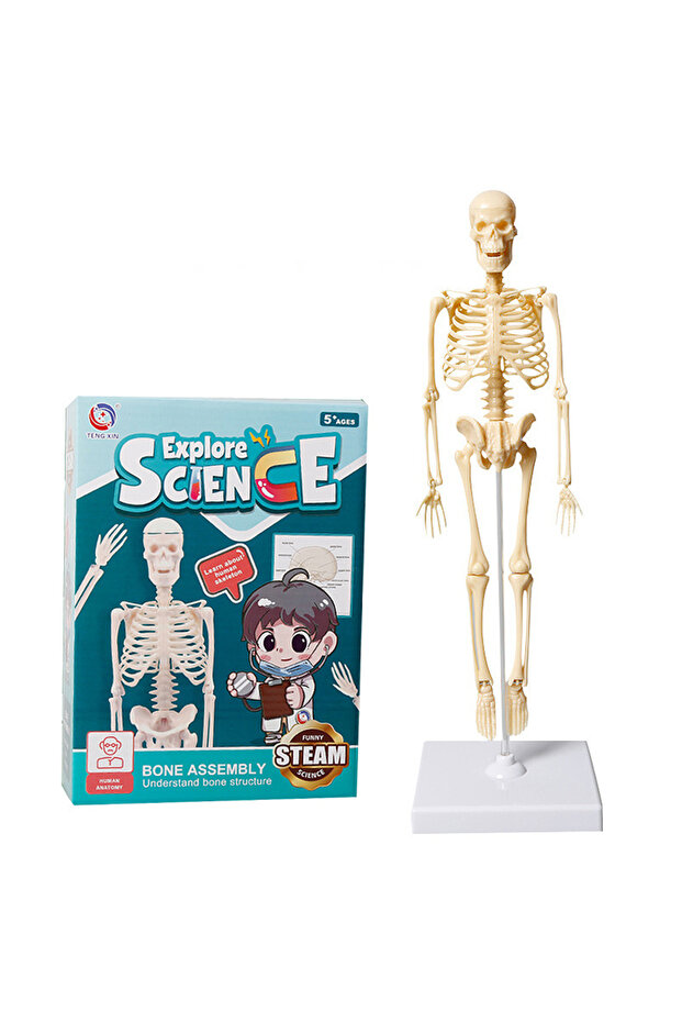117 Skeleton Model Joints Of Human Organ Bone Model DIY Assembly Skeletal Removable Structural Skel