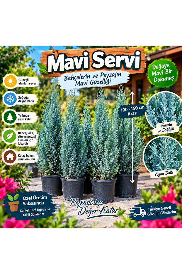 Mavi servi