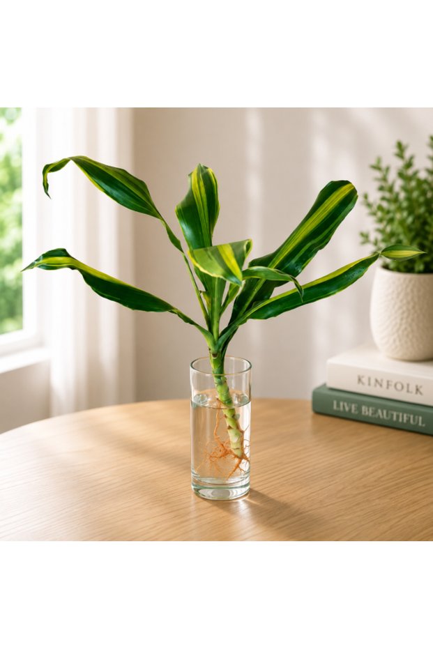Dracaena Stripe Cubo