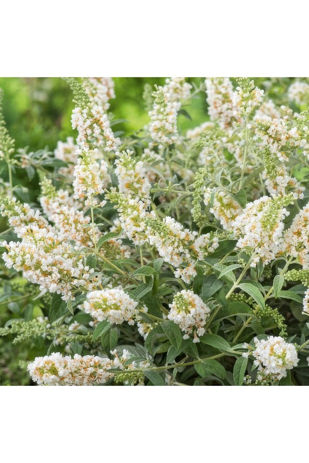 Liliac de vara alb