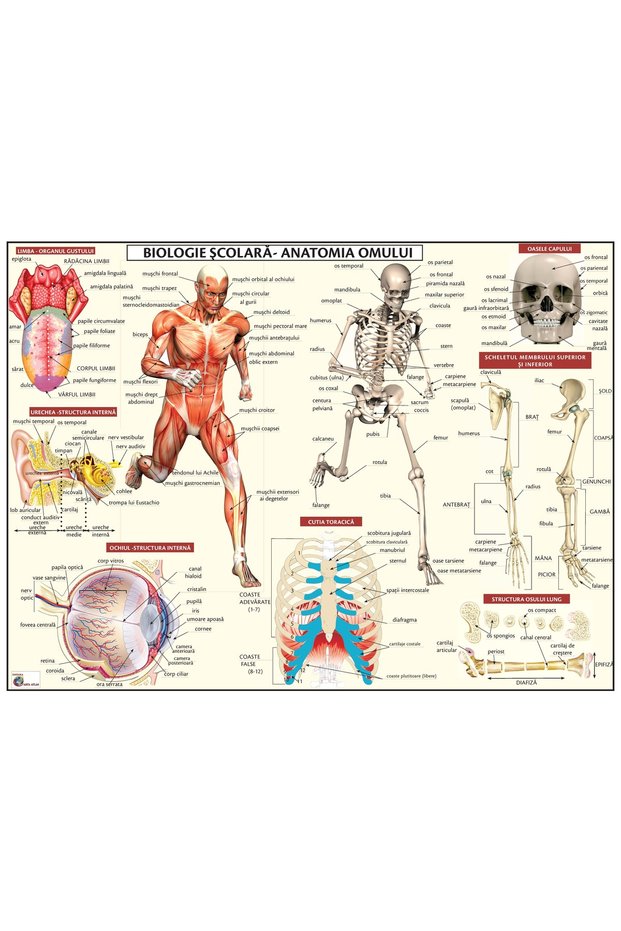 PLANSA SCOLARA ANATOMIA OMULUI A3