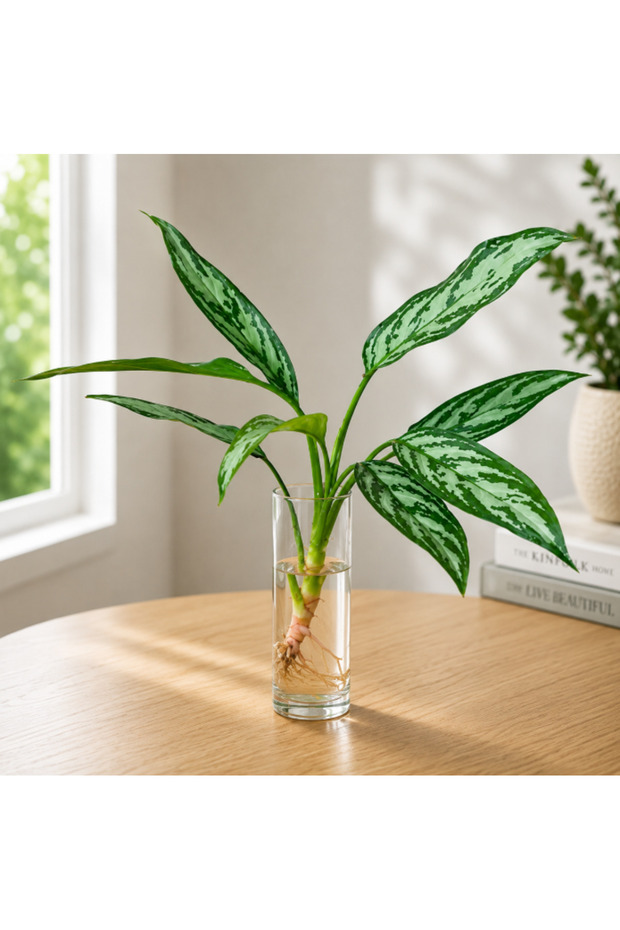 Aglaonema Maria Cubo