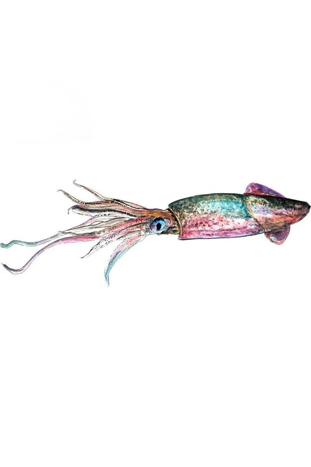 15CM 2pcs 2pcs Car Waterproof Self-adhesive Stickers, Squid Stickers, Bumper Automatic Decoration, R