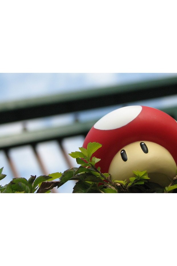 Poster Toad, 61x90 cm, poster4965