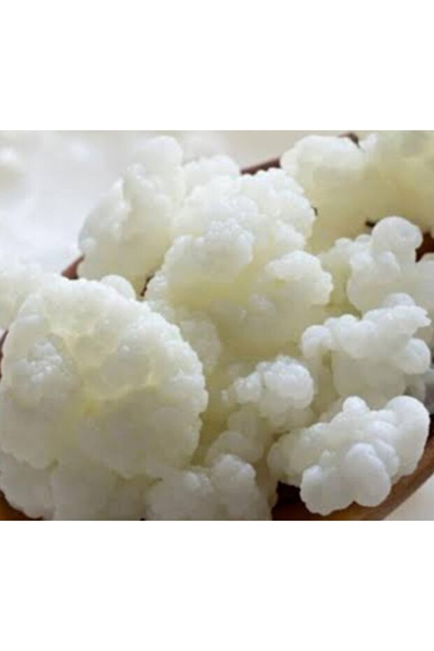 Kefir Mayası 15 Gram ev kefiri üretim bizden - 1