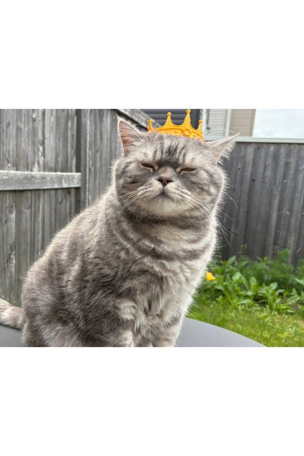 CROWN KEDİ TACI