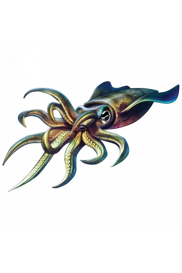 15CM 2pcs 2pcs Car Waterproof Self-adhesive Stickers, Squid Stickers, Bumper Automatic Decoration, R