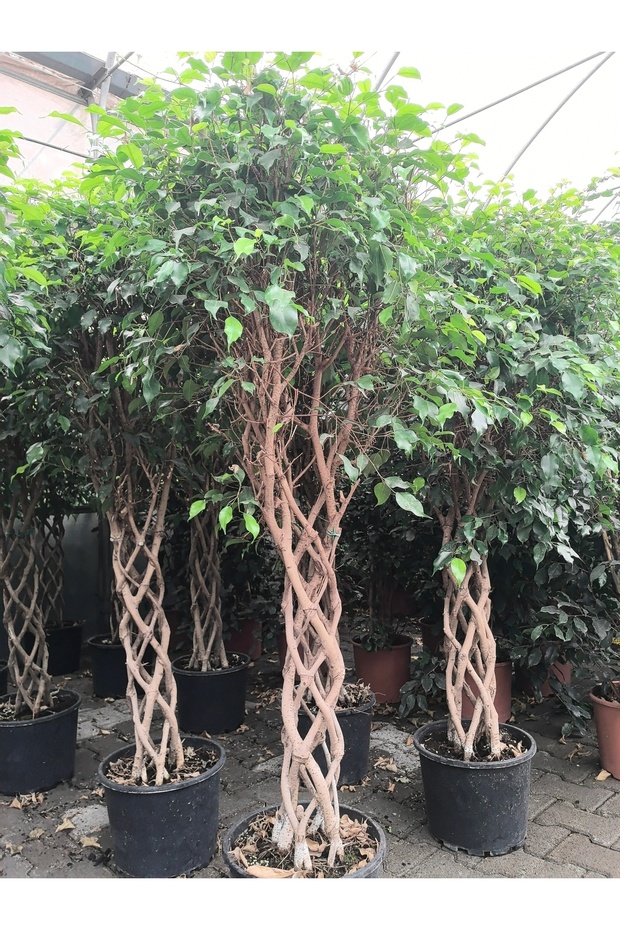 Örgülü benjamin ficus