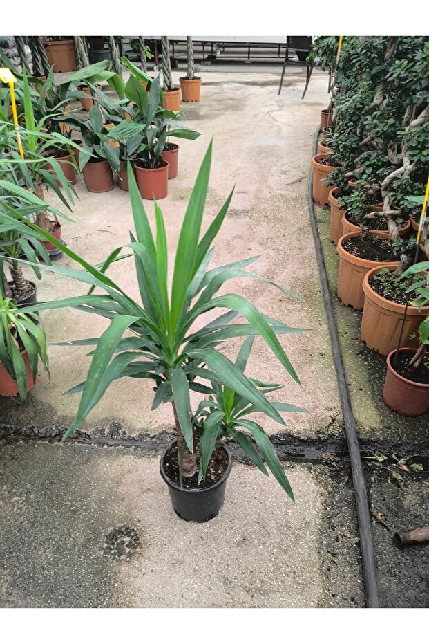 Yucca çiçeği