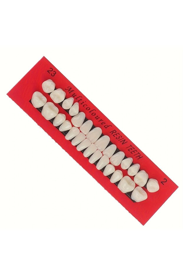 28pcs Dental Training Model Permanent Teeth Model Resin Denture Teeth Teaching Props Dentistry Techn