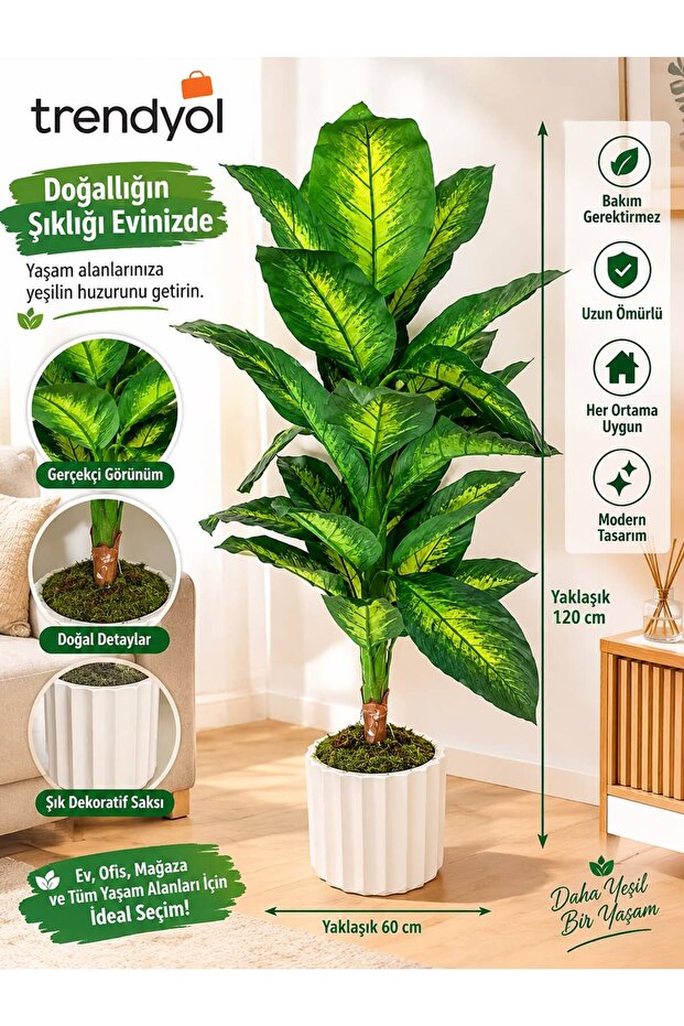 Dieffenbachia çiçek