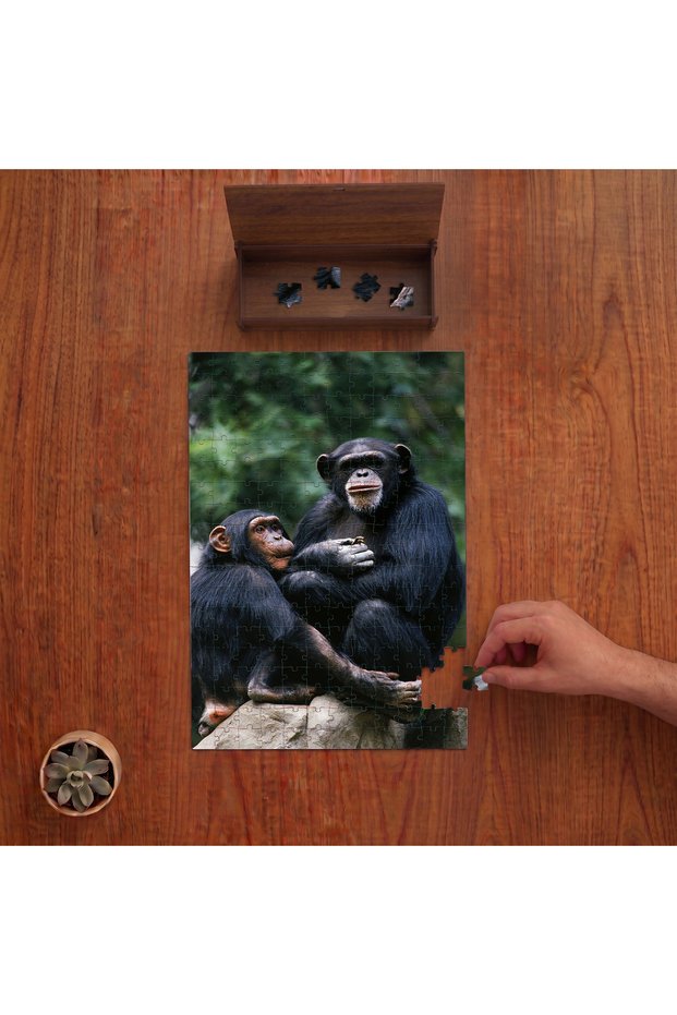 Monkeys - Amazon Rainforest - Wild Life Design 240 Piece Wooden Puzzle in Wooden Box Pd00843