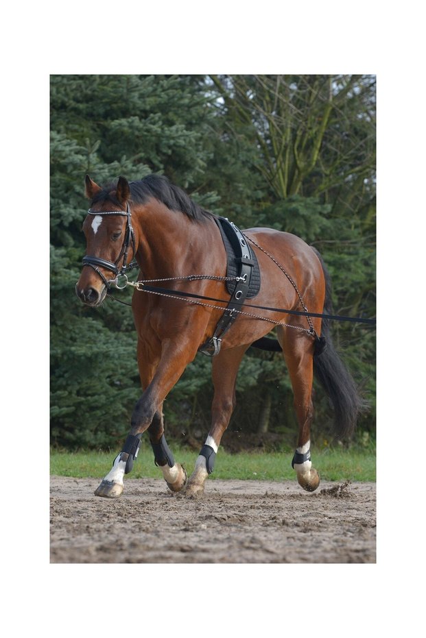 Longiersystem Horse Training Auxiliary System