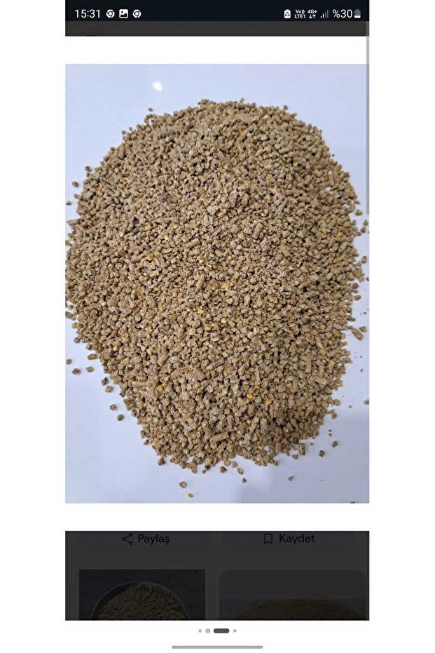 Makarnalı buğday
