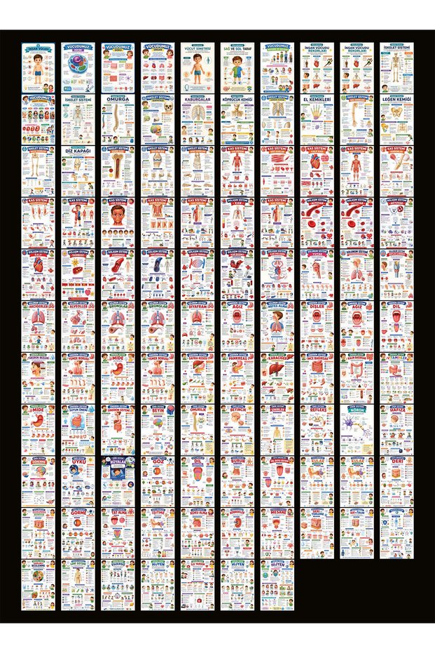 Our Bodies Themed Card Set (10X15 cm 107 Pieces)