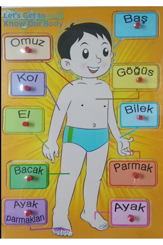 Human Body Bultak Wooden Puzzle Hf-Pt-2128