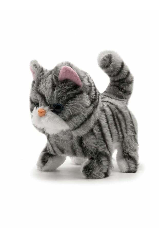 Zoe Walking Cat