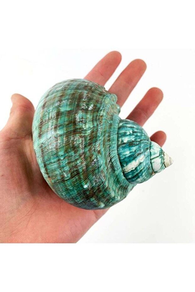 Natural Jade Turbo Seashell, Large Polished Hermit Crab Shell, 3.5-4.5 Inch, 1 Piece