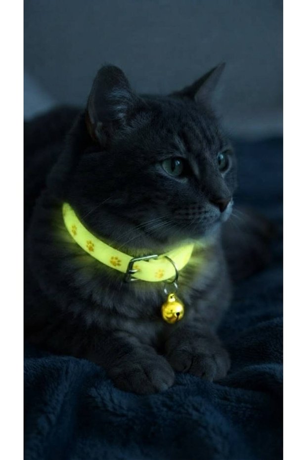 Cat Collar Night Glowing