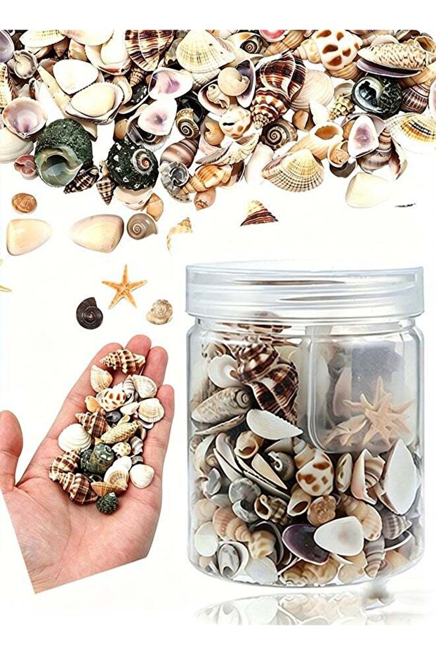 Tiny Sea Shells Small Natural Starfish Mixed Ocean Beach Spiral Seashells for Home Decorations,Wedd