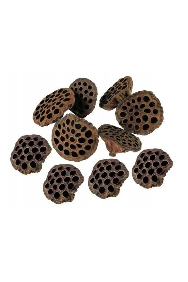 10 Pcs Natural Dried Lotus Head For DIY Home Decoration Art Craft Size7-9CM