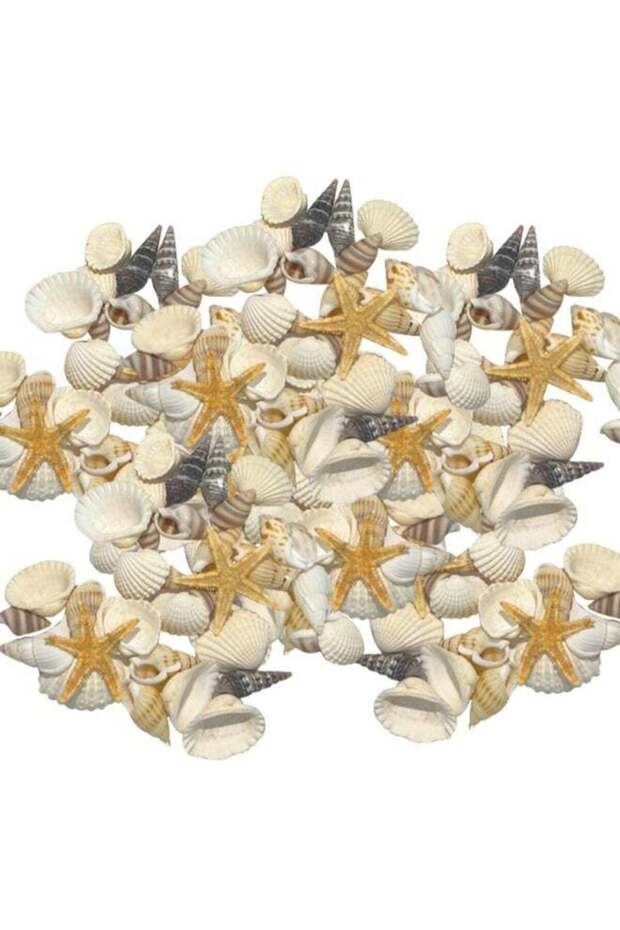 Natural Sea Shells Assorted – Mixed Ocean Seashells & Starfish – 20+ Varieties Random Selection – f