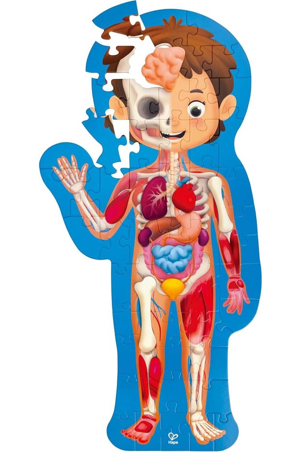 Hape Human Body 60-Piece Oversized Anatomy Jigsaw Puzzle for Kids with 10 Wooden Organs, Bones & Mu