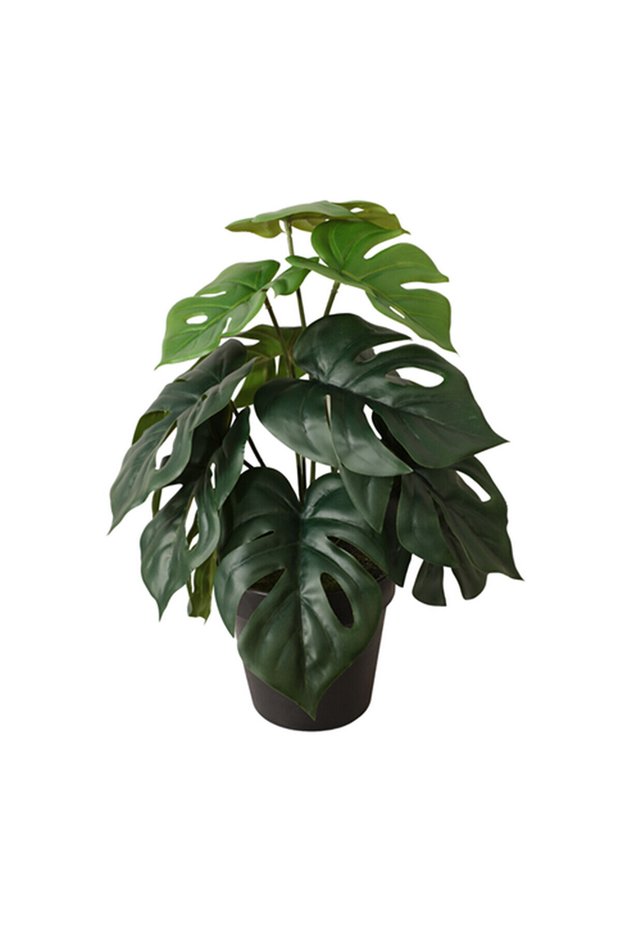 Yapay Bitki Monstera