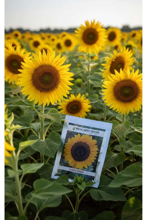 Sunflower seeds