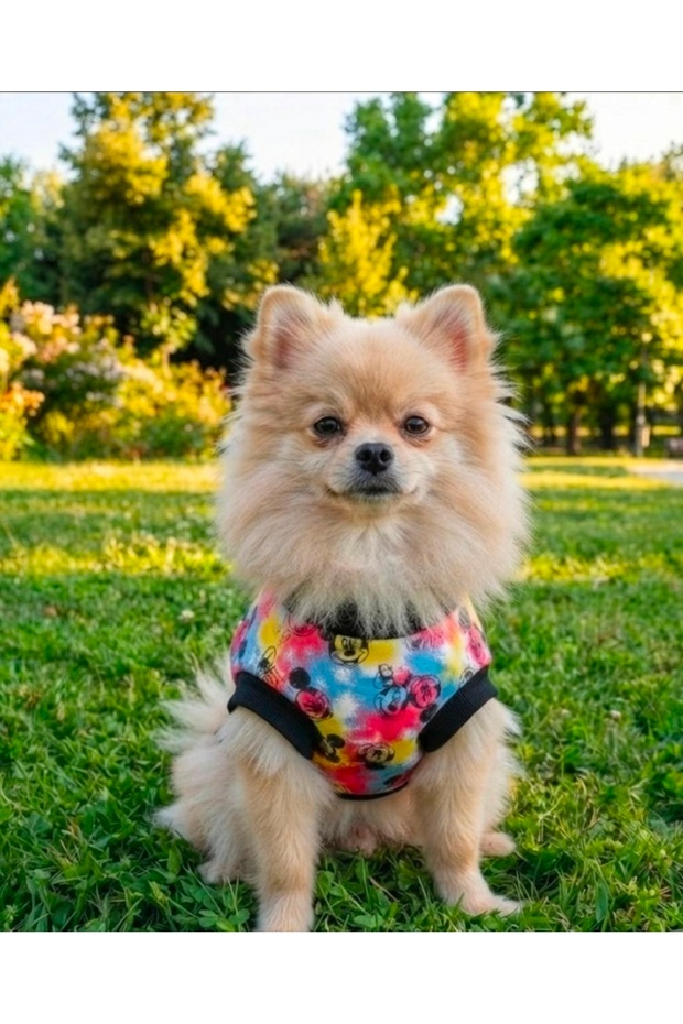 Dog Cat Colorful t Shirt