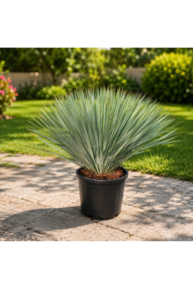 Beaked Yucca - 80CM TO 100CM