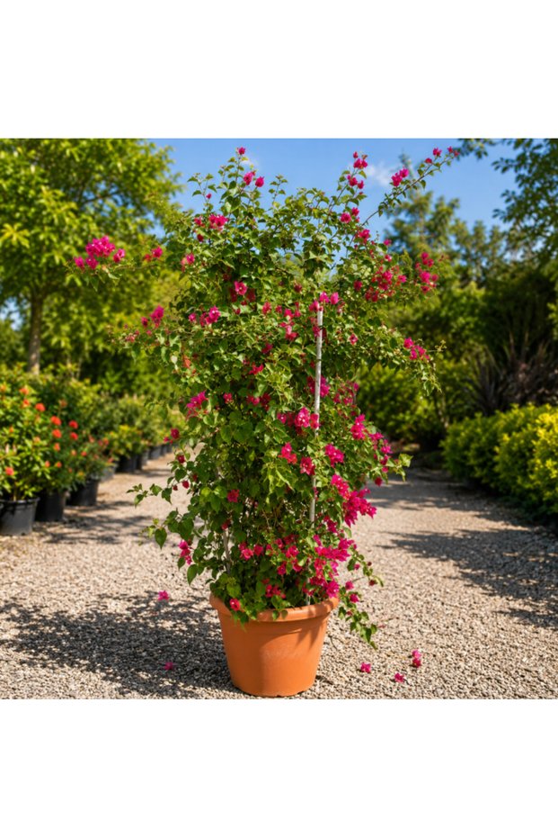 Bougainvillea Glabra Bushy - 150CM TO 180CM