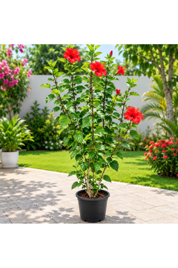 Chinese Hibiscus - 80CM TO 100CM