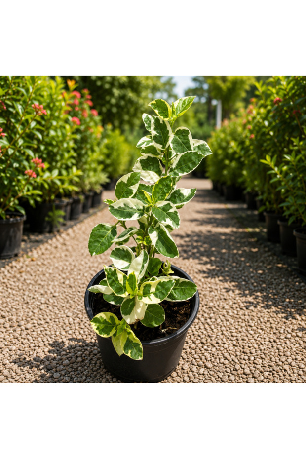 Chinese Violet Variegata - 5CM TO 10CM