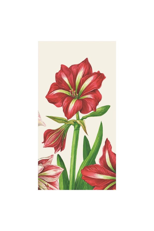 Amaryllis Bloom Misafir Peçetesi