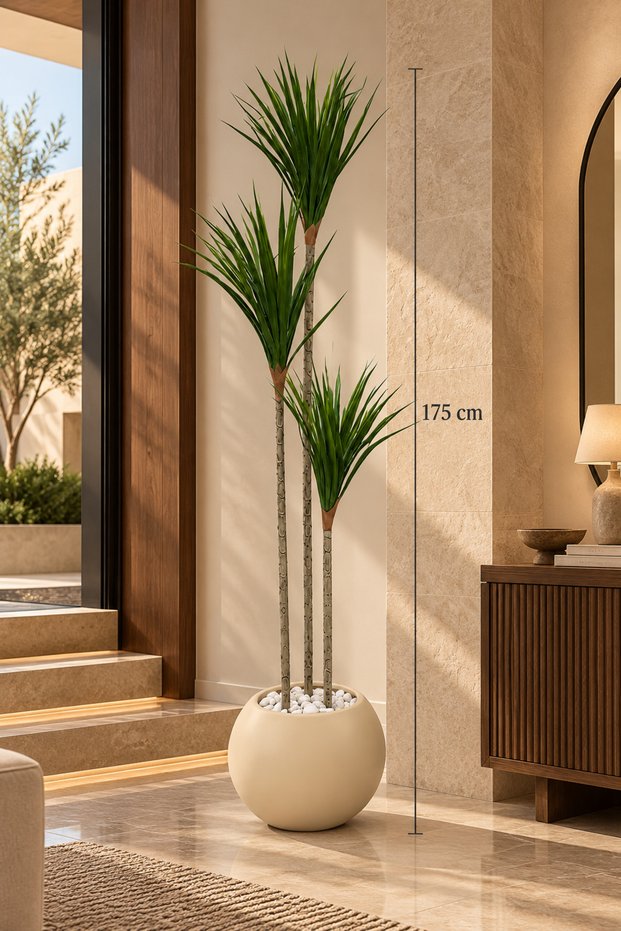 شجرة دراسينا بطول 175 سم بمركن مكور