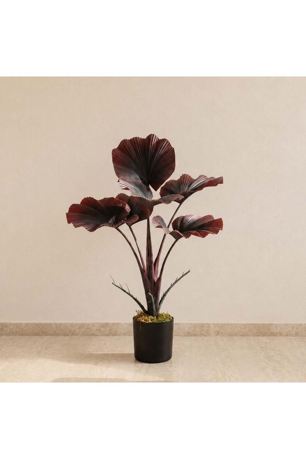 Fan Palm Plant - 60Cm, Red, Stylish Plant, Pe ,For Adding